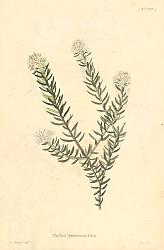 Постер Phylica Rosmarinifolia 1