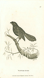 Постер Wattle-Bird