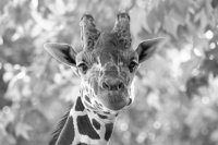 Черно-белое