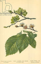 Постер Бут Вильям (последователи, ботаника) Fruit, Flowers, and Leaves of Wych Elm Постер Бут Вильям (последователи, ботаника) Fruit, Flowers, and Leaves of Wych Elm