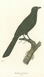 Постер Black Coucal, male