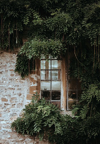 Заросшее зеленью окна в старом особняке