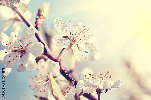 Ветка цветущей вишни в солнечном свете