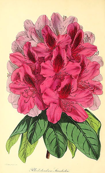 Rhododendron Standishii