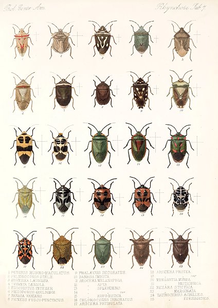 Insecta Rhynchota Hemiptera-Heteroptera Pl 07