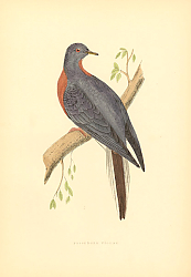 Постер Passenger Pigeon 1