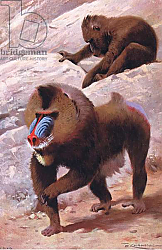 Постер Кунер Вильгельм Mandrill, illustration from'Wildlife of the World', c.1910 Постер Кунер Вильгельм Mandrill, illustration from'Wildlife of the World', c.1910