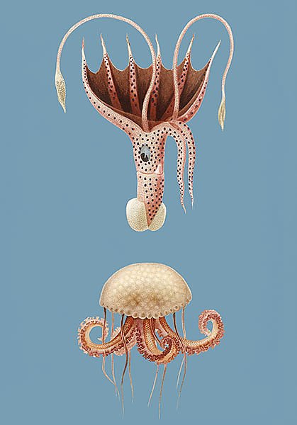 Лиловая медуза и кальмар