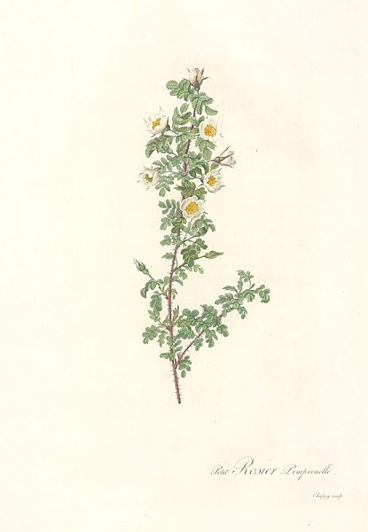 Rosa Pimpinellifolia Pumila