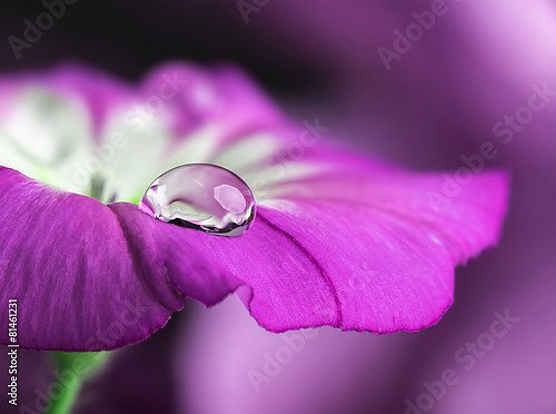 Фиолетовый цветок с каплей