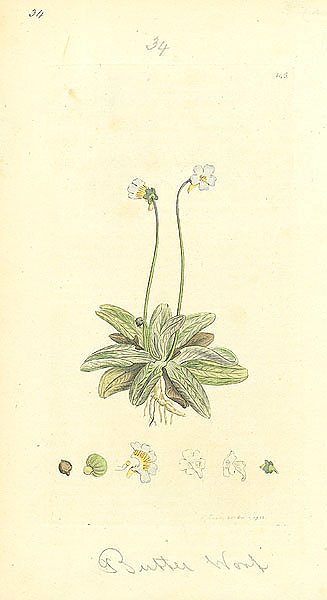 Sowerby Ботаника №9 1