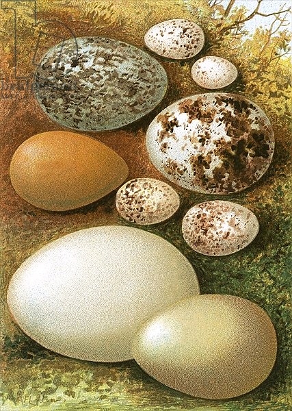 Eggs 13