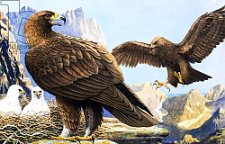 Постер Дэвис Р. (жив, дет) King of Birds, from 'Nature Wonderland', 1970 Постер Дэвис Р. (жив, дет) King of Birds, from 'Nature Wonderland', 1970