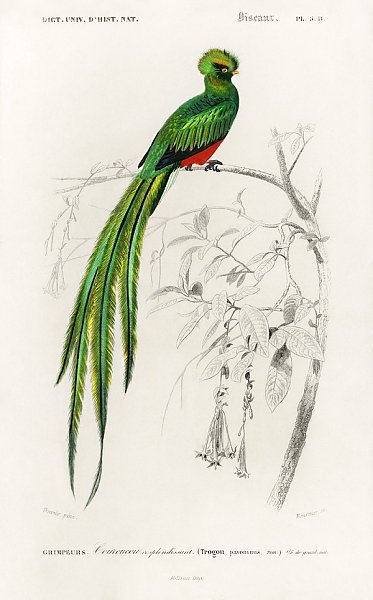 Павлиний квезал (Pharomachrus pavoninus) 