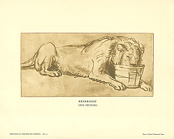 Постер Rembrandt Lion Drinking