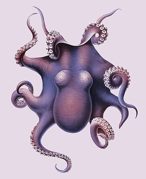 Винтажная цветная иллюстрация осьминога