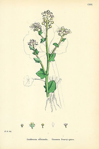 Cochlearia Officinalis. Common Scurvy-grass. 1