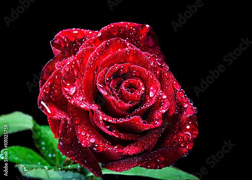 Красная роза с каплями на черном фоне