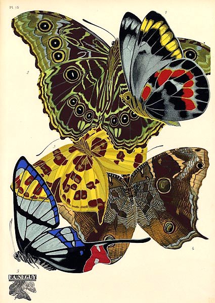 Papillons by E. A. Seguy №7