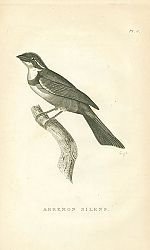 Постер Arremon Silens