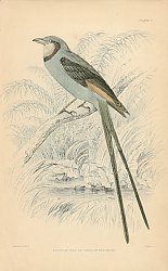 Постер Scissor-tail or Swallow Blackcap Постер Scissor-tail or Swallow Blackcap