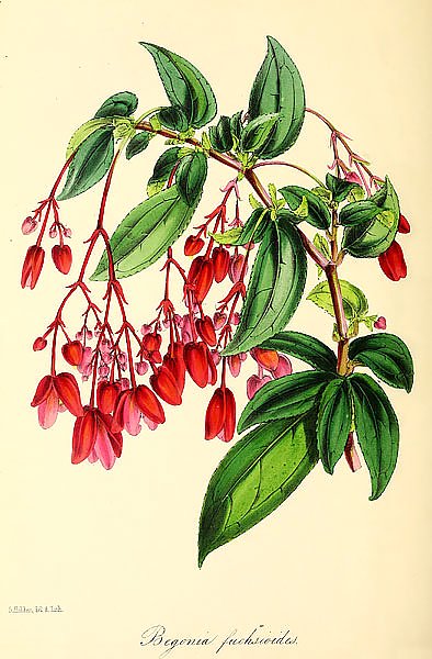 Begonia Fuchsioides