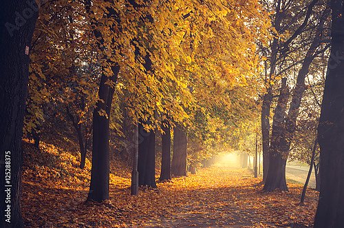 Польша, Краков. Осенняя аллея в парке