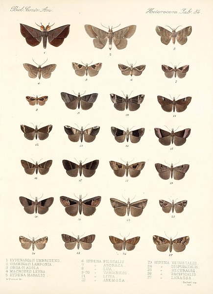 Insecta Lepidoptera-Heterocera Pl 034