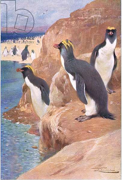 Rock Penguin, illustration from'Wildlife of the World', c.1910