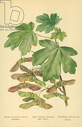 Постер Бут Вильям (последователи, ботаника) Field Maple, Foliage and Fruit Постер Бут Вильям (последователи, ботаника) Field Maple, Foliage and Fruit