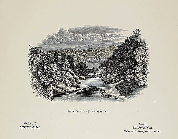 River scene at Pont-y-Cyffing