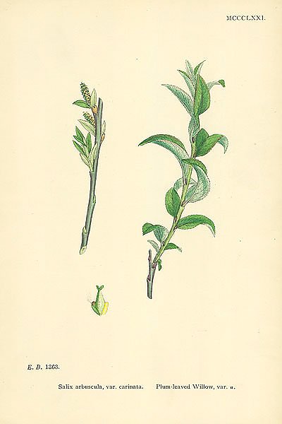 Salix Arbuscula, var. carinata. Plum-leaved Willow