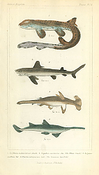 Постер Scyllium malaisianum, Squalus carcharias, zygaena malleus, Pristis antiquorum Постер Scyllium malaisianum, Squalus carcharias, zygaena malleus, Pristis antiquorum