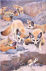 Постер Кунер Вильгельм Fennec and Jerboa, illustration from'Wildlife of the World', c.1910 Постер Кунер Вильгельм Fennec and Jerboa, illustration from'Wildlife of the World', c.1910
