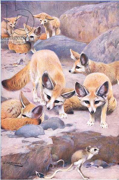 Fennec and Jerboa, illustration from'Wildlife of the World', c.1910