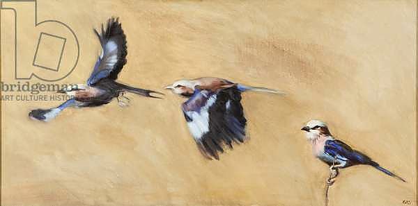 lilac breasted roller trio, 2015,