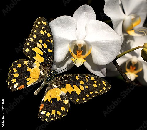 Белая орхидея и бабочка на черном фоне