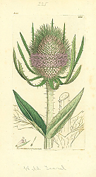 Постер Sowerby Ботаника №20