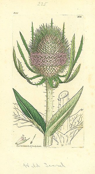 Cornus sanguinea лист. Cornus rugosa. стеркулия платанолистная ботаника. Dipsacus botanical illustration. гиббертия лазящая комнатное растение.