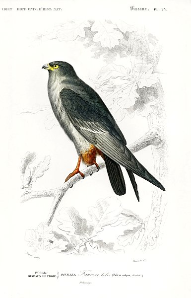 Красноногий Сокол (Falco rufipes)
