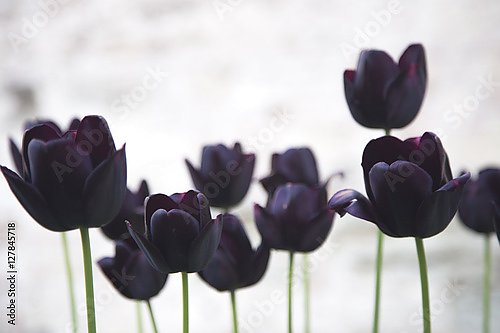 Постер Черные тюльпаны на светлом фоне