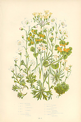 Постер Mossy Saxifrage m.s., Tufted Alpine s., t.a.s., Mossy a.s., Geranium s., Golden Saxifrage, Common g. 1