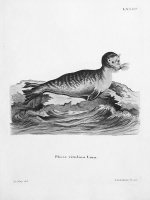 Черно-белое