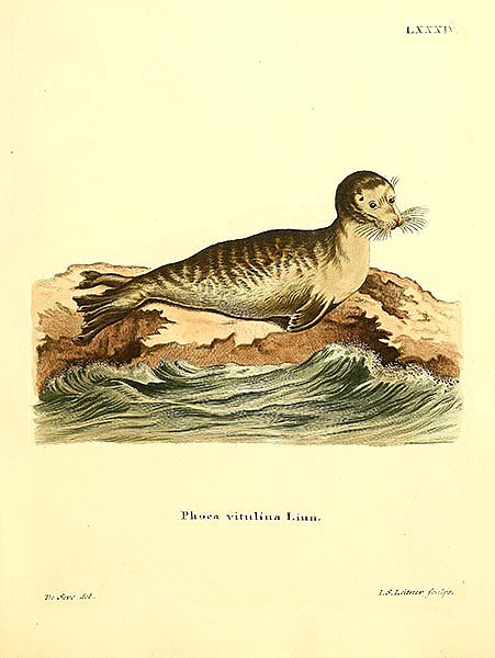 Тюлень обыкновенный