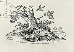 Постер Бевик Томас A Civet with a Cockerel from 'History of Quadrupeds', 1790 Постер Бевик Томас A Civet with a Cockerel from 'History of Quadrupeds', 1790