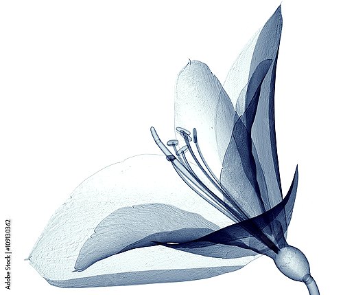 Рентгеновское изображение цветка лилии на белом