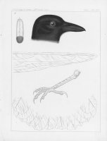 Черно-белое