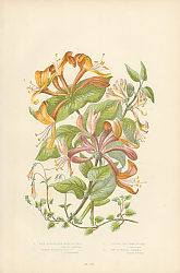 Постер Pale Perfoliate Honeysuckle, Common Honeysuckle, Upright Honeysuckle, Two Flowered Linnea 1