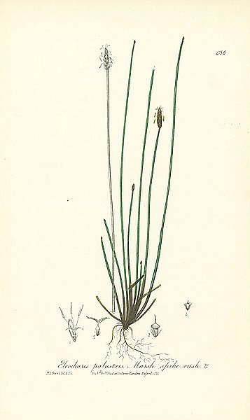 Eleocharis palustris. Marsh spike-rush 1