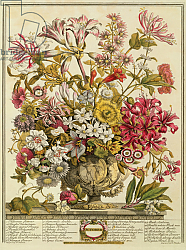 Постер Кастилс Питер October, from 'Twelve Months of Flowers' by Robert Furber engraved by Henry Fletcher Постер Кастилс Питер October, from 'Twelve Months of Flowers' by Robert Furber engraved by Henry Fletcher